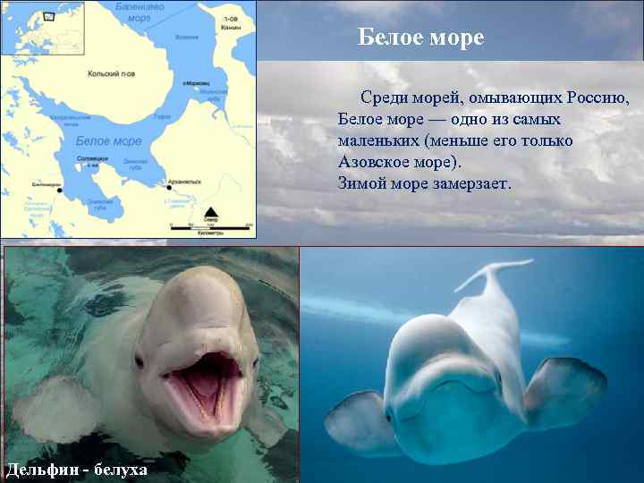 Белое море Среди морей, омывающих Россию, Белое море — одно из самых маленьких (меньше