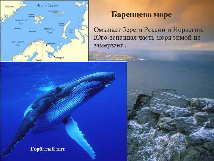 Баренцево море Омывает берега России и Норвегии. Юго-западная часть моря зимой не замерзает. Горбатый