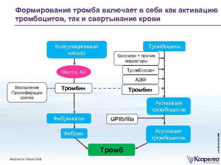 Формирование тромба включает в себя как активацию тромбоцитов, так и свертывание крови Коагуляционный каскад