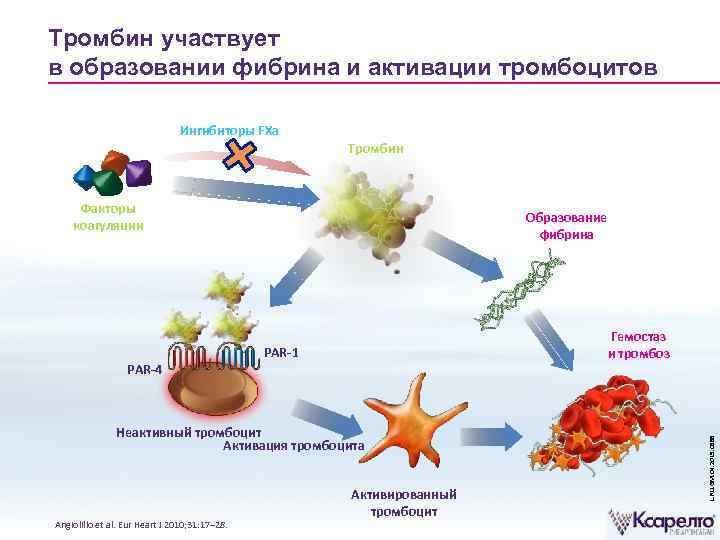 Тромбин участвует в образовании фибрина и активации тромбоцитов Ингибиторы FXa Тромбин Факторы коагуляции Гемостаз