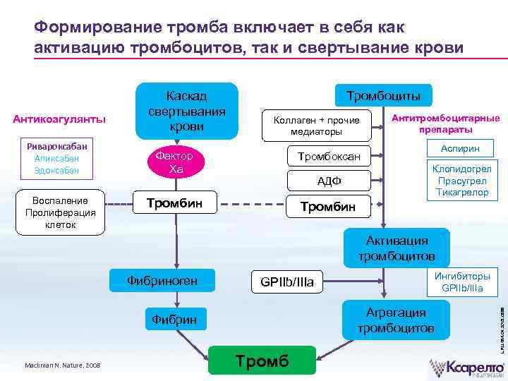 Формирование тромба включает в себя как активацию тромбоцитов, так и свертывание крови Антикоагулянты Ривароксабан
