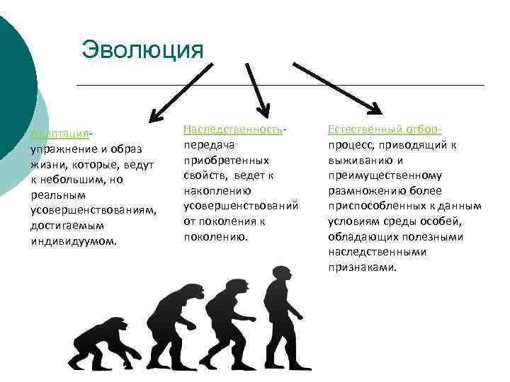 Биологическая и социокультурная эволюция человека