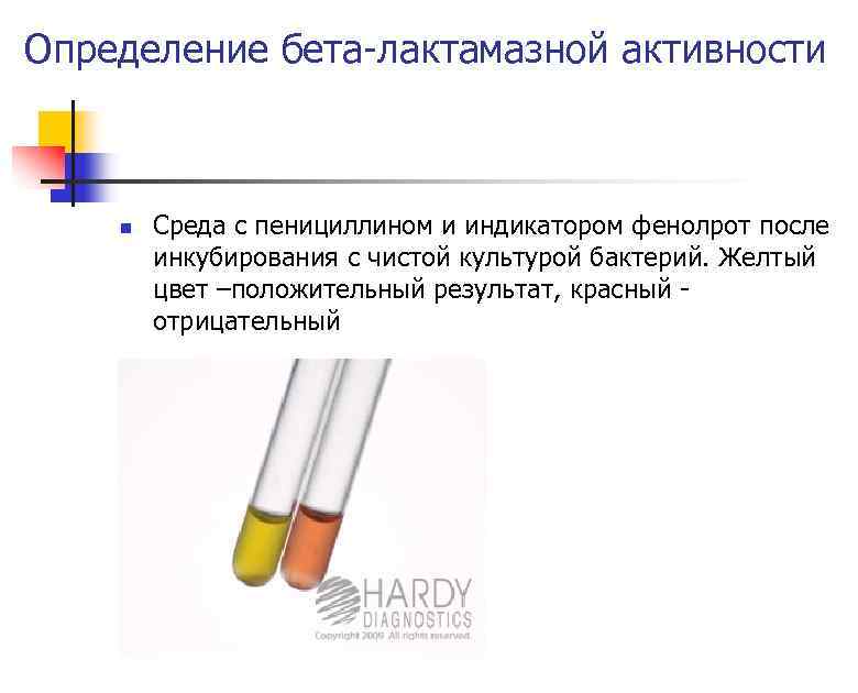 Определение бета-лактамазной активности n Среда с пенициллином и индикатором фенолрот после инкубирования с чистой