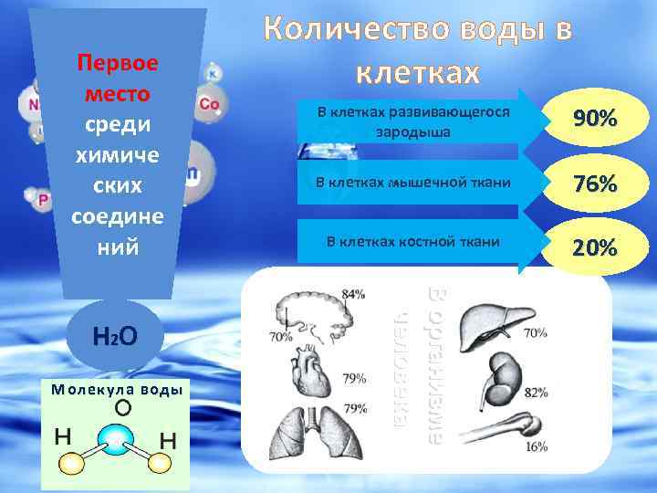 Первое место среди химиче ских соедине ний Молекула воды В клетках развивающегося зародыша 90%