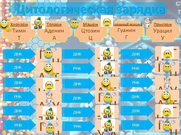 Цитологическая зарядка Хлопаем Тимн Т ДНК ДНК РНК Машем Топаем Цтозин Ц Аденин А