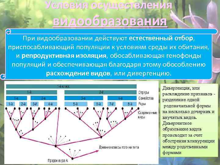 На рисунке представлена схема видообразования по ч дарвину какой эволюционный процесс