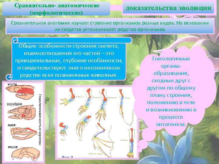  Сравнительно- анатомические (морфологические) доказательства эволюции Сравнительная анатомия изучает строение организмов разных видов. На