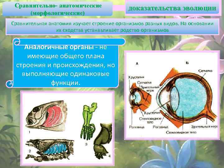  Сравнительно- анатомические (морфологические) доказательства эволюции Сравнительная анатомия изучает строение организмов разных видов. На