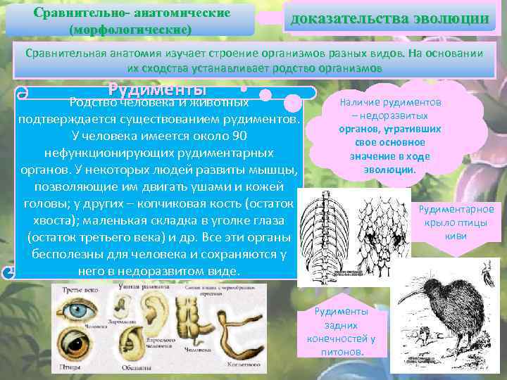  Сравнительно- анатомические (морфологические) доказательства эволюции Сравнительная анатомия изучает строение организмов разных видов. На