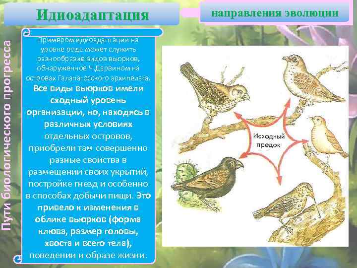 Пути биологического прогресса Идиоадаптация Примером идиоадаптации на уровне рода может служить разнообразие видов вьюрков,