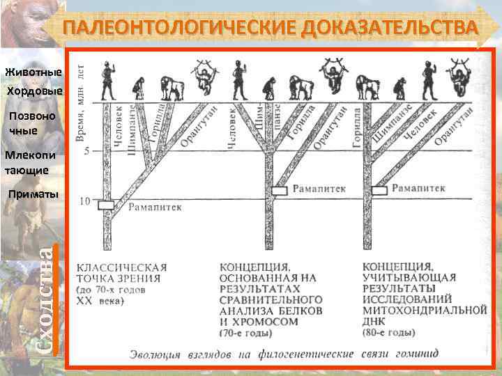 ПАЛЕОНТОЛОГИЧЕСКИЕ ДОКАЗАТЕЛЬСТВА Животные Хордовые Позвоно чные Млекопи тающие Сходства Приматы 