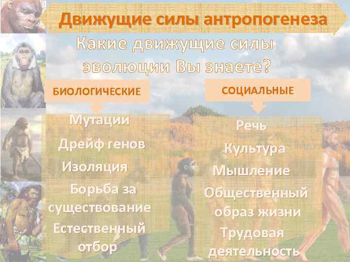 Движущие силы антропогенеза Какие движущие силы эволюции Вы знаете? БИОЛОГИЧЕСКИЕ СОЦИАЛЬНЫЕ Мутации Речь Культура