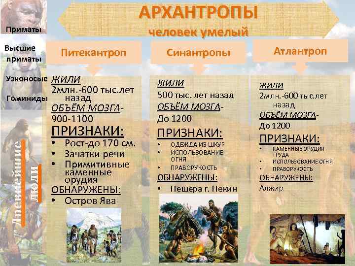 АРХАНТРОПЫ человек умелый Приматы Высшие приматы Питекантроп ЖИЛИ 2 млн. -600 тыс. лет Гоминиды