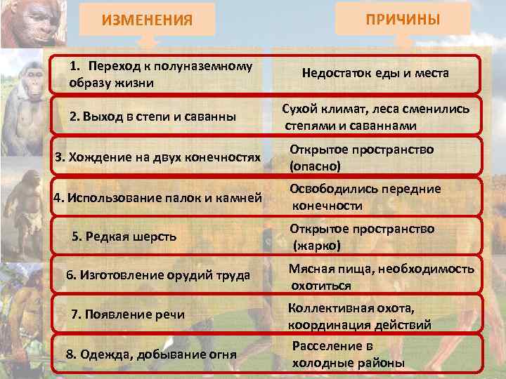 ИЗМЕНЕНИЯ 1. Переход к полуназемному образу жизни 2. Выход в степи и саванны ПРИЧИНЫ