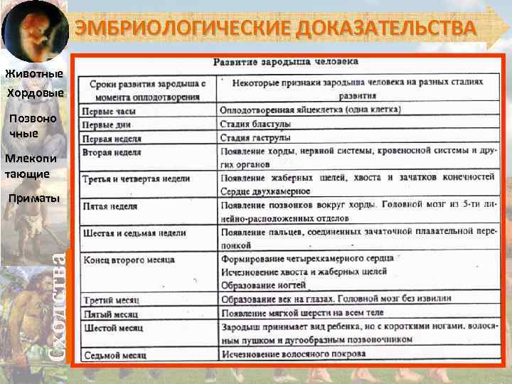 ЭМБРИОЛОГИЧЕСКИЕ ДОКАЗАТЕЛЬСТВА Животные Хордовые Позвоно чные Млекопи тающие Сходства Приматы 