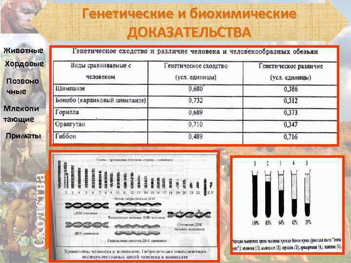 Генетические и биохимические ДОКАЗАТЕЛЬСТВА Животные Хордовые Позвоно чные Млекопи тающие Сходства Приматы 