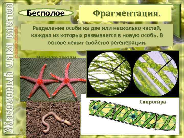 Бесполое Фрагментация. Разделение особи на две или несколько частей, каждая из которых развивается в