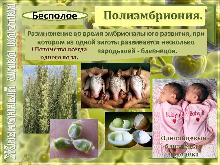 Бесполое Полиэмбриония. Размножение во время эмбрионального развития, при котором из одной зиготы развивается несколько