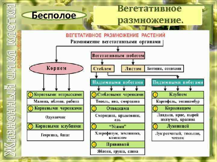 Бесполое Вегетативное размножение. 