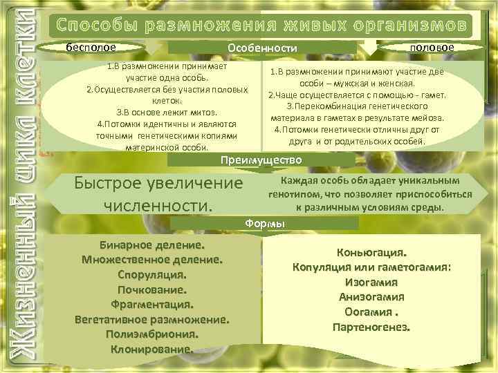 Способы размножения живых организмов бесполое Особенности 1. В размножении принимает участие одна особь. 2.