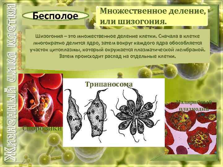 Бесполое Множественное деление, или шизогония. Шизогония – это множественное деление клетки. Сначала в клетке