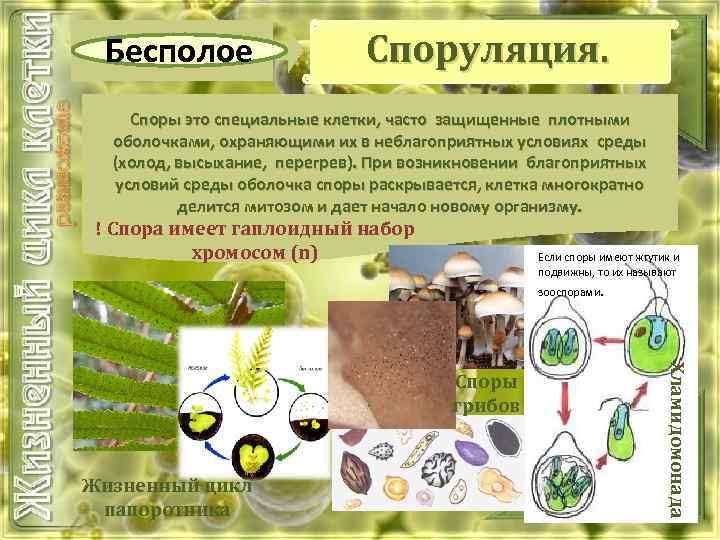 Бесполое Споруляция. Споры это специальные клетки, часто защищенные плотными оболочками, охраняющими их в неблагоприятных