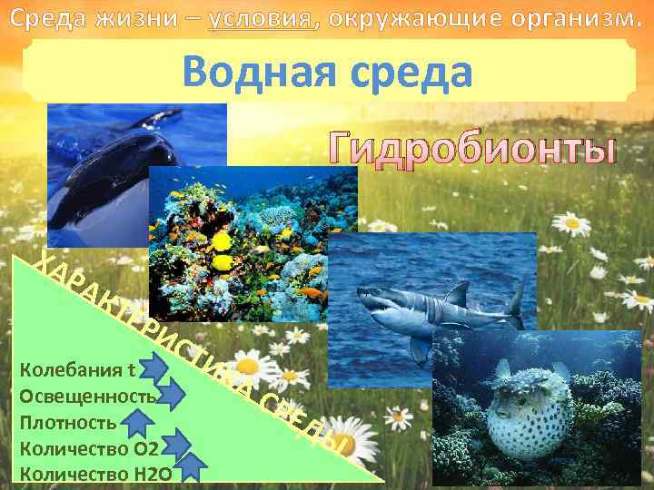 Среда жизни – условия, окружающие организм. Водная среда Гидробионты ХА Р АК ТЕ Р