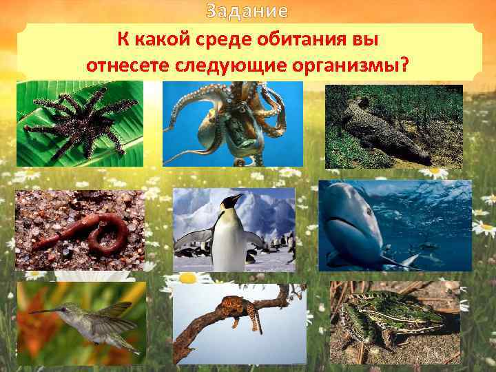 Задание К какой среде обитания вы отнесете следующие организмы? 