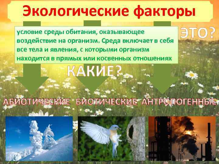 Экологические факторы условие среды обитания, оказывающее ЭТО? воздействие на организм. Среда включает в себя
