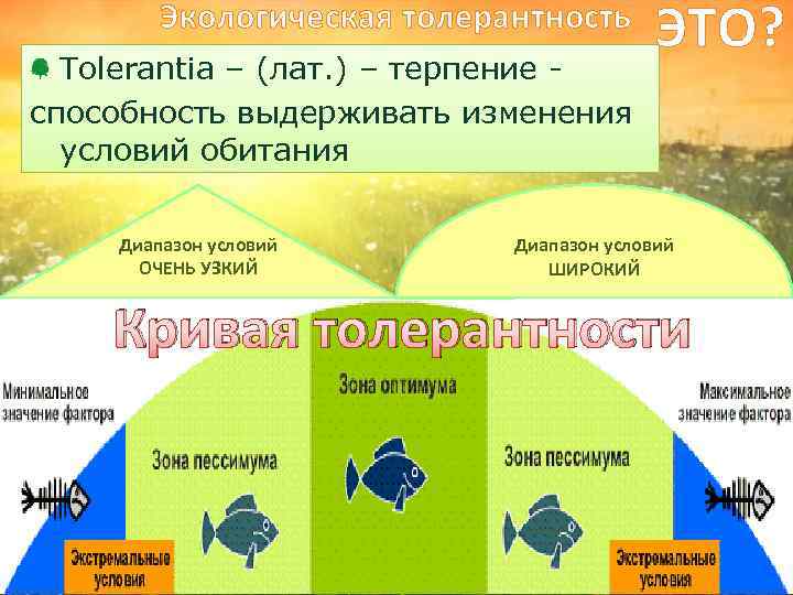 Диапазон экологической толерантности. Зона толерантности это в экологии. Экологическая толерантность организма это.