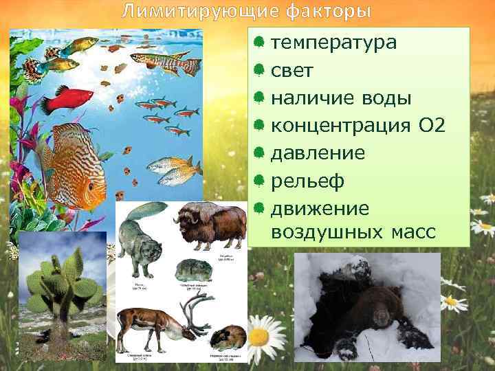 Лимитирующие факторы температура свет наличие воды концентрация О 2 давление рельеф движение воздушных масс