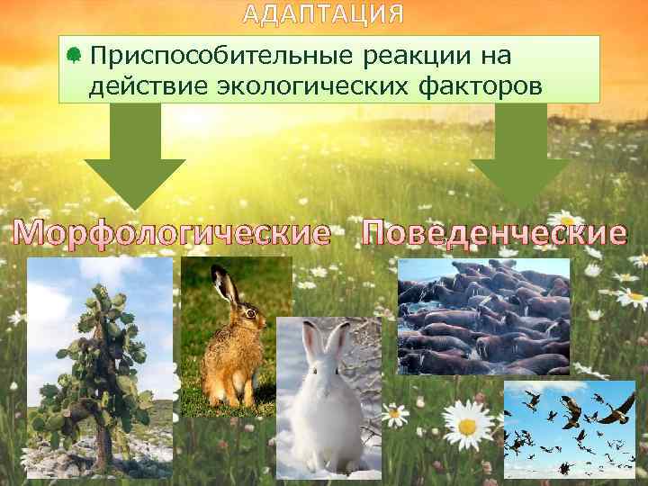 АДАПТАЦИЯ Приспособительные реакции на действие экологических факторов Морфологические Поведенческие 