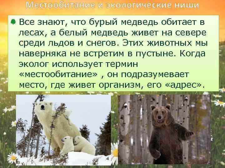 Местообитание и экологические ниши Все знают, что бурый медведь обитает в лесах, а белый