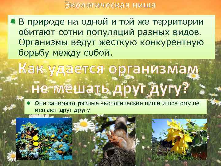 Экологическая ниша В природе на одной и той же территории обитают сотни популяций разных