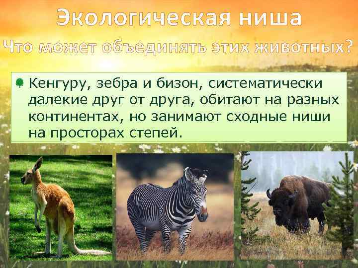 Экологическая ниша Что может объединять этих животных? Кенгуру, зебра и бизон, систематически далекие друг
