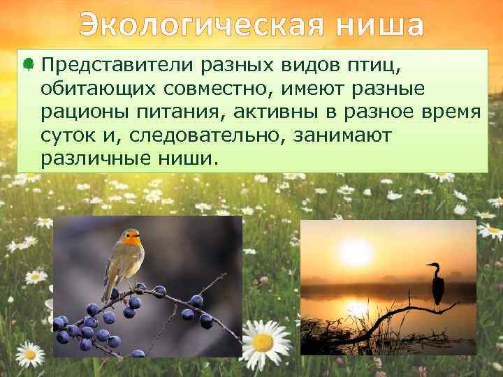 Экологическая ниша Представители разных видов птиц, обитающих совместно, имеют разные рационы питания, активны в