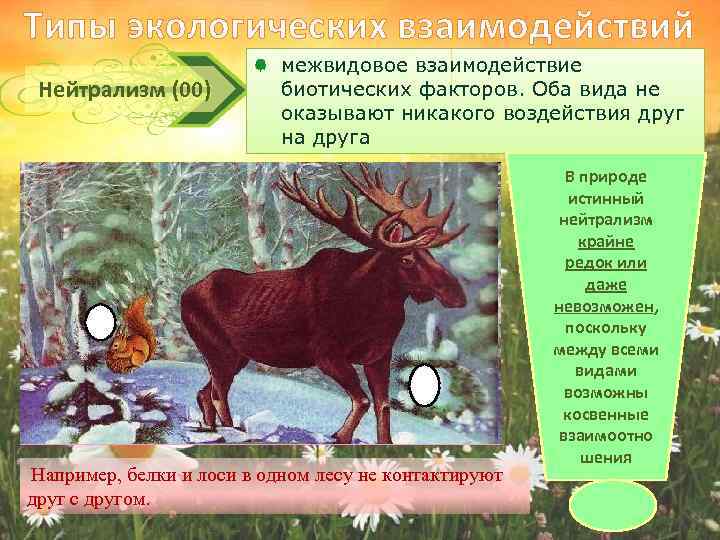 Типы экологических взаимодействий Нейтрализм (00) межвидовое взаимодействие биотических факторов. Оба вида не оказывают никакого