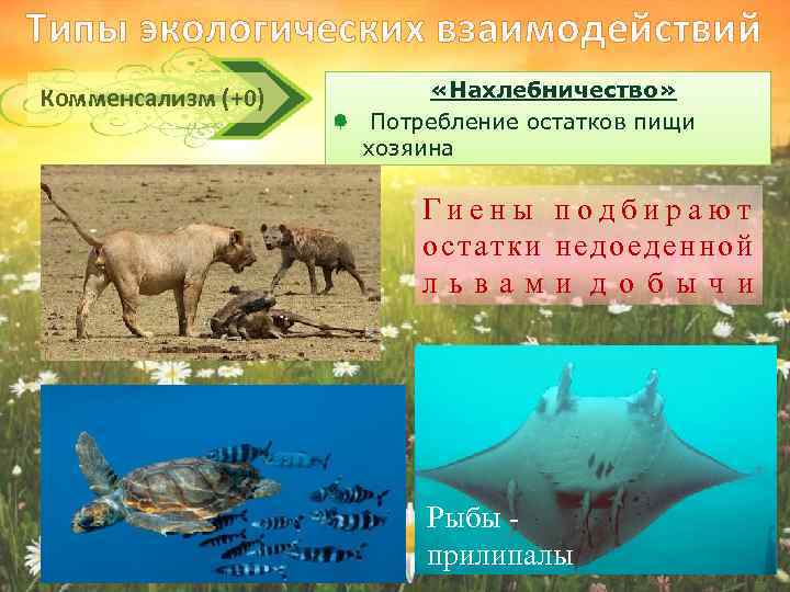 Типы экологических взаимодействий Комменсализм (+0) «Нахлебничество» Потребление остатков пищи хозяина Гиены подбирают остатки недоеденной