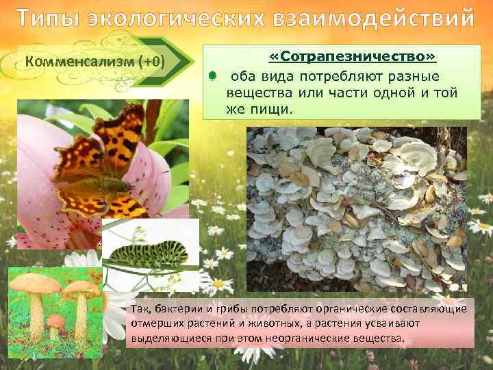 Типы экологических взаимодействий Комменсализм (+0) «Сотрапезничество» оба вида потребляют разные вещества или части одной
