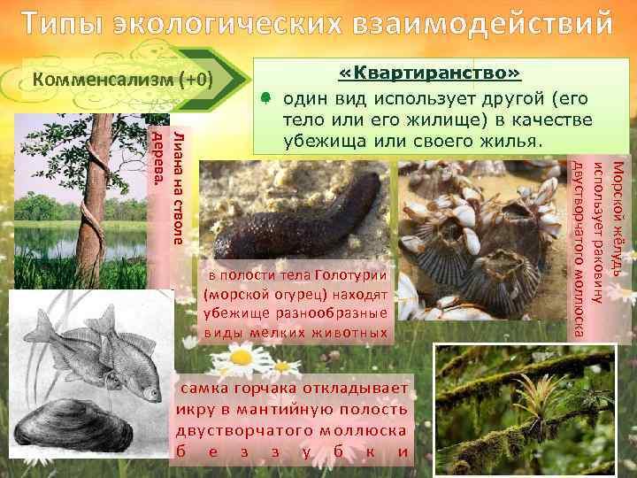 Типы экологических взаимодействий Комменсализм (+0) в полости тела Голотурии (морской огурец) находят убежище разнообразные