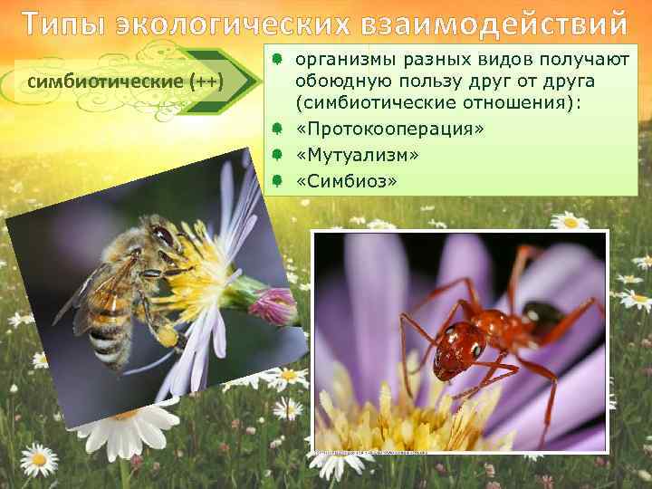 Типы экологических взаимодействий симбиотические (++) организмы разных видов получают обоюдную пользу друг от друга