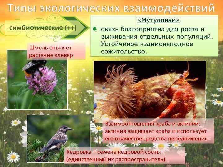 Типы экологических взаимодействий симбиотические (++) Шмель опыляет растение клевер . «Мутуализм» связь благоприятна для