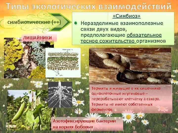 Типы экологических взаимодействий симбиотические (++) ЛИШАЙНИКИ . «Симбиоз» Неразделимые взаимополезные связи двух видов, предполагающие