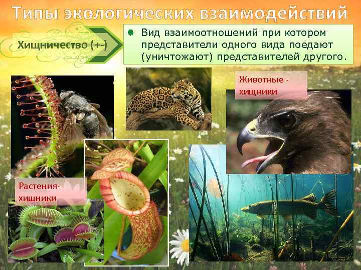Типы экологических взаимодействий Хищничество (+-) Вид взаимоотношений при котором представители одного вида поедают (уничтожают)