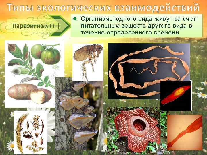 Типы экологических взаимодействий Паразитизм (+-) Организмы одного вида живут за счет питательных веществ другого