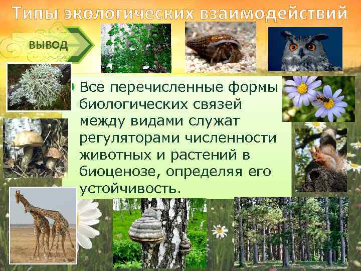 Типы экологических взаимодействий ВЫВОД Все перечисленные формы биологических связей между видами служат регуляторами численности