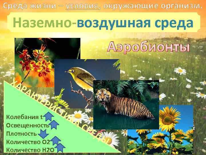 Среда жизни – условия, окружающие организм. Наземно-воздушная среда Аэробионты ХА Р АК ТЕ Р
