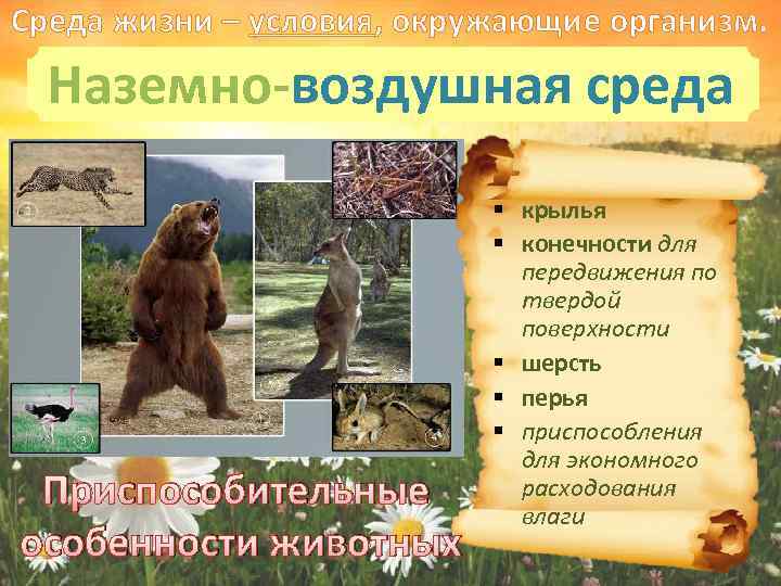 Тест по биологии наземно воздушная среда. Конечности животных наземно - воздушной среды. Наземно-воздушная среда. Условия наземно-воздушной среды. Характеристика наземно-воздушной среды.