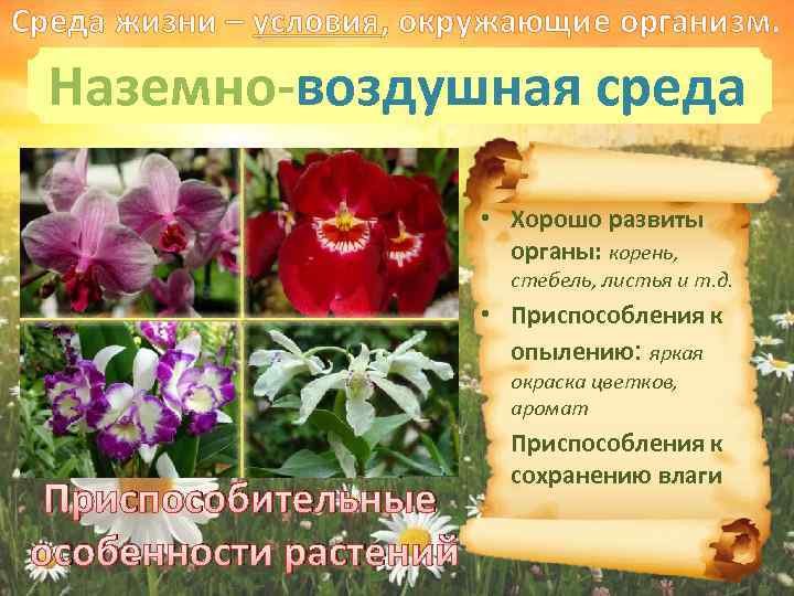 Среда жизни – условия, окружающие организм. Наземно-воздушная среда • Хорошо развиты органы: корень, стебель,