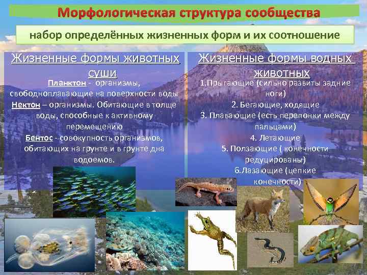 Морфологическая структура сообщества набор определённых жизненных форм и их соотношение Жизненные формы животных суши